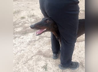 RASMIA-Lebensfreude pur sucht liebevolles, aktives Für-immer-Zuhause