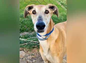 Traumgalgo CANUTO- hatte bisher eine tolle Familie, sucht leider ein neues Zuhause