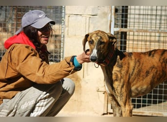 Wundervoller FITO-verspielt, menschschnfreundlich will endlich ein liebevolles Für-immer-Zuhause