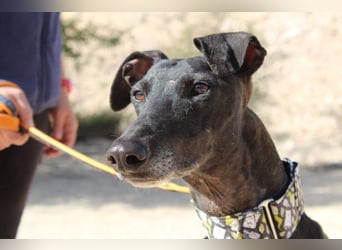 JACK- junger, beeindruckender Galgo sucht liebevolle Für-immer-Heimat