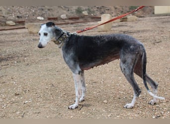 Wunderschöne PRIMERA-sanft, menschenbezogen, sozial, ruhig, angenehm wartet auf ihre 2. Chance