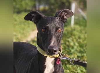 FABIO-schwarze Schönheit mit seelenvollem Blick sucht liebevolles Für-immer-Zuhause