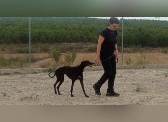 RASMIA-Lebensfreude pur sucht liebevolles, aktives Für-immer-Zuhause