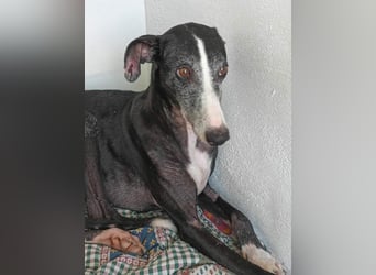 NAVARRA-schüchterne Galga auf der Suche nach Liebe und Geborgenheit