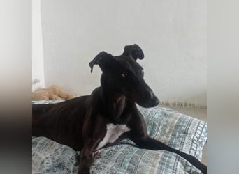 RASMIA-Lebensfreude pur sucht liebevolles, aktives Für-immer-Zuhause