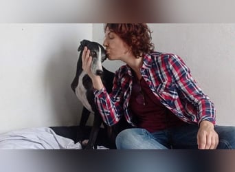 NAVARRA-schüchterne Galga auf der Suche nach Liebe und Geborgenheit