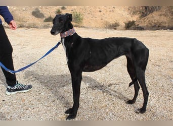 Wunderschöne ALEGRA- sensible, feinfühlige, sanfte Hundeseele sucht schönes Zuhause