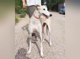 NALA - will in einer liebevollen Familie aufblühen