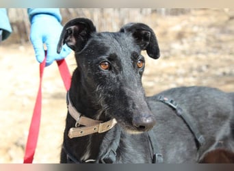 Wunderschöne MULATA-freundlich, ausgeglichen, menschenbezogen sucht ihre liebevolle Heimat