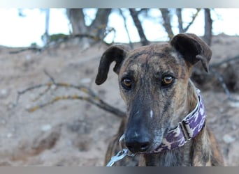 ESTEBAN-sozialer, angenehmer Hundepartner sucht sehnsüchtig liebevolles Zuhause