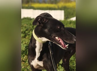 FABIO-schwarze Schönheit mit seelenvollem Blick sucht liebevolles Für-immer-Zuhause