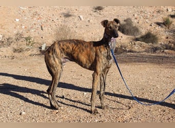 ESTEBAN-sozialer, angenehmer Hundepartner sucht sehnsüchtig liebevolles Zuhause