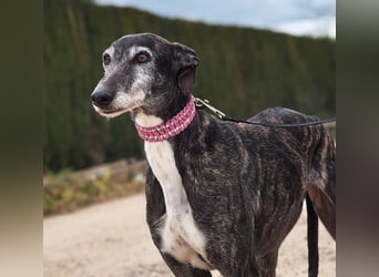 Zauberhafte LARA- sanft, überaus zutraullich erobert sie alle Herzen. Auch deines?