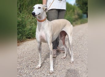 NALA - will in einer liebevollen Familie aufblühen