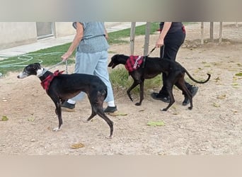 NAVARRA-schüchterne Galga auf der Suche nach Liebe und Geborgenheit
