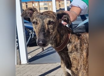 SAKIRA- ist super gesellig, hat immer gute Laune, ist sehr anhänglich.ihr fehlt nur Zuhause