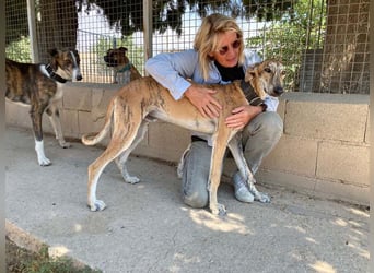 TIGER-sanfter Galgo, voller Lebensfreude und Energie, aber auch mit ruhiger Seite, verschmust, sanft