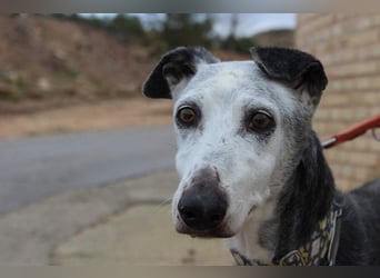 Wunderschöne PRIMERA-sanft, menschenbezogen, sozial, ruhig, angenehm wartet auf ihre 2. Chance