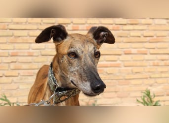BERTO-ausgesprochen sozialer, freundlicher und ausgeglichener Bub sucht liebevolles Zuhause