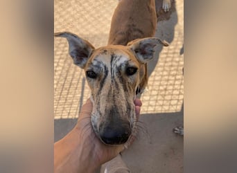 TIGER-sanfter Galgo, voller Lebensfreude und Energie, aber auch mit ruhiger Seite, verschmust, sanft