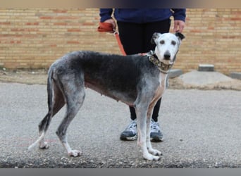 Wunderschöne PRIMERA-sanft, menschenbezogen, sozial, ruhig, angenehm wartet auf ihre 2. Chance