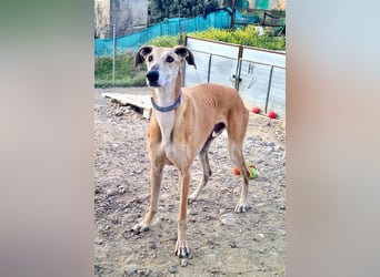 Traumgalgo CANUTO- hatte bisher eine tolle Familie, sucht leider ein neues Zuhause