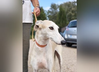 NALA - will in einer liebevollen Familie aufblühen