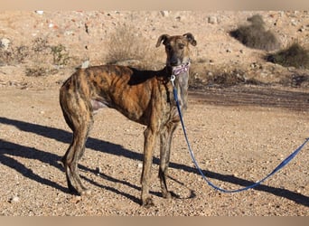 ESTEBAN-sozialer, angenehmer Hundepartner sucht sehnsüchtig liebevolles Zuhause