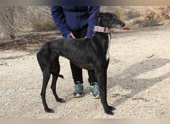 Wunderschöne ALEGRA- sensible, feinfühlige, sanfte Hundeseele sucht schönes Zuhause