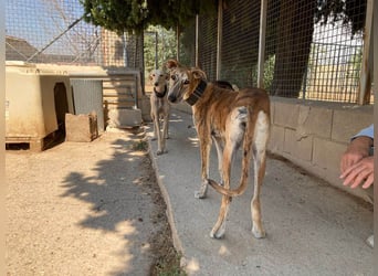 TIGER-sanfter Galgo, voller Lebensfreude und Energie, aber auch mit ruhiger Seite, verschmust, sanft