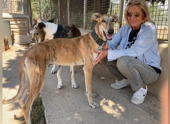 TIGER-sanfter Galgo, voller Lebensfreude und Energie, aber auch mit ruhiger Seite, verschmust, sanft