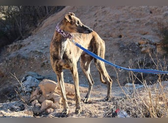 ESTEBAN-sozialer, angenehmer Hundepartner sucht sehnsüchtig liebevolles Zuhause