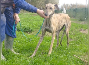 Süße CARIOCA-wartet sehnsüchtig auf ihr liebevolles Für-immer-Zuhause