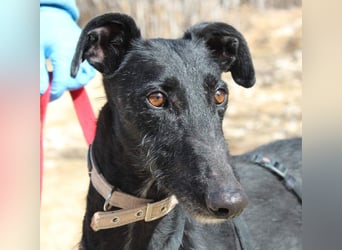 Wunderschöne MULATA-freundlich, ausgeglichen, menschenbezogen sucht ihre liebevolle Heimat