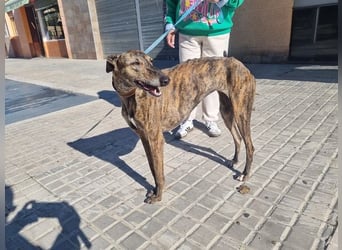 SAKIRA- ist super gesellig, hat immer gute Laune, ist sehr anhänglich.ihr fehlt nur Zuhause