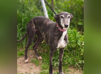 Zauberhafte LARA- sanft, überaus zutraullich erobert sie alle Herzen. Auch deines?