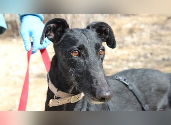 Wunderschöne MULATA-freundlich, ausgeglichen, menschenbezogen sucht ihre liebevolle Heimat