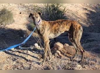 ESTEBAN-sozialer, angenehmer Hundepartner sucht sehnsüchtig liebevolles Zuhause