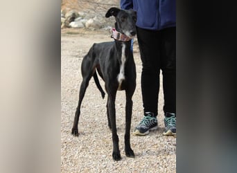 Wunderschöne ALEGRA- sensible, feinfühlige, sanfte Hundeseele sucht schönes Zuhause