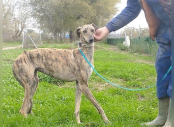 Süße CARIOCA-wartet sehnsüchtig auf ihr liebevolles Für-immer-Zuhause