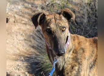 ESTEBAN-sozialer, angenehmer Hundepartner sucht sehnsüchtig liebevolles Zuhause