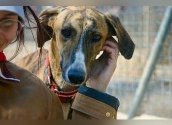 Wundervoller FITO-verspielt, menschschnfreundlich will endlich ein liebevolles Für-immer-Zuhause