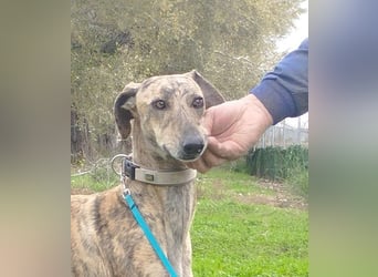 Süße CARIOCA-wartet sehnsüchtig auf ihr liebevolles Für-immer-Zuhause