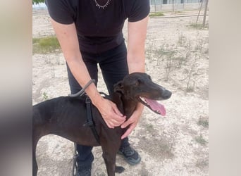 RASMIA-Lebensfreude pur sucht liebevolles, aktives Für-immer-Zuhause