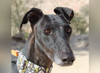 JACK- junger, beeindruckender Galgo sucht liebevolle Für-immer-Heimat