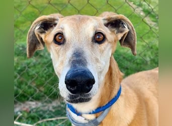 Traumgalgo CANUTO- hatte bisher eine tolle Familie, sucht leider ein neues Zuhause