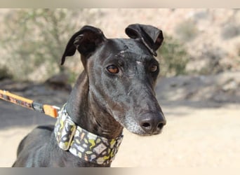 JACK- junger, beeindruckender Galgo sucht liebevolle Für-immer-Heimat