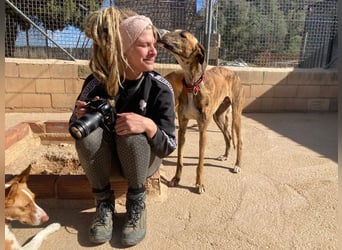 Wundervoller FITO-verspielt, menschschnfreundlich will endlich ein liebevolles Für-immer-Zuhause