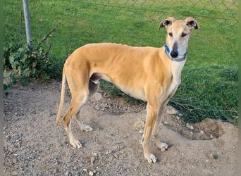 Traumgalgo CANUTO- hatte bisher eine tolle Familie, sucht leider ein neues Zuhause