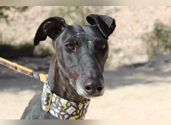 JACK- junger, beeindruckender Galgo sucht liebevolle Für-immer-Heimat